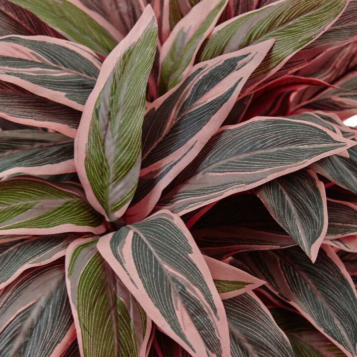 Hivvago Caladium in Black Glossy Planter