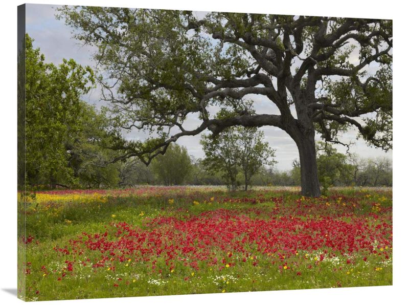Drummonds Phlox meadow near Leming, Texas-Canvas Art-40x30
