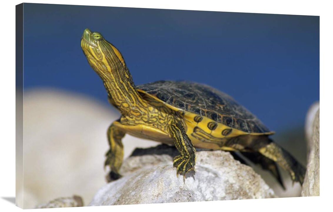 Yellow-bellied Slider turtle, portrait, on rock, North America-Canvas Art-36x24