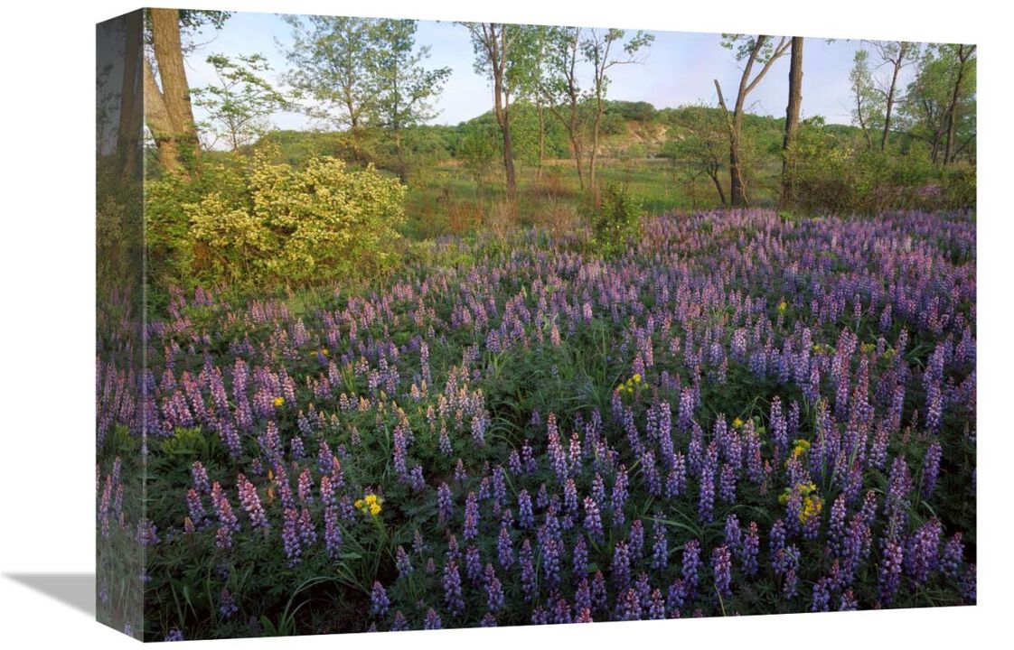 Lupine in meadow at West Beach, Indiana Dunes National Lakeshore, Indiana-Canvas Art-16x12