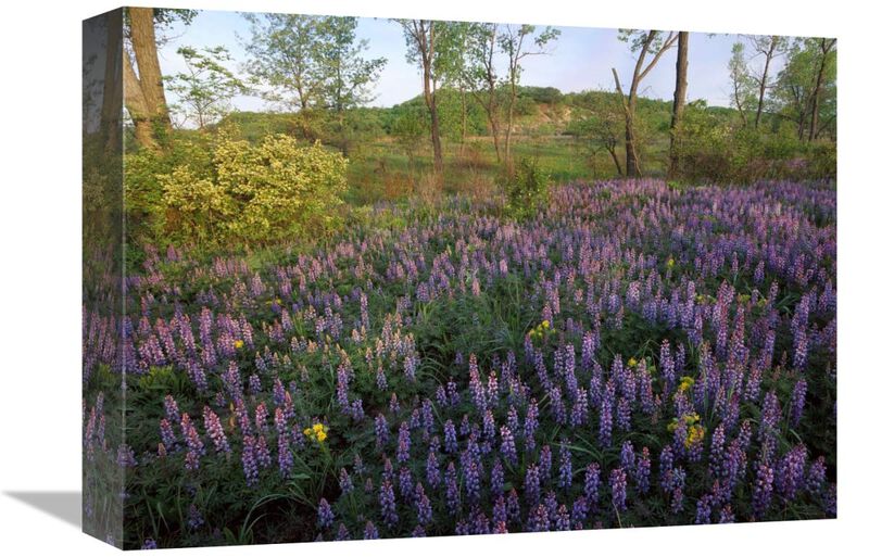 Lupine in meadow at West Beach, Indiana Dunes National Lakeshore, Indiana-Canvas Art-16x12
