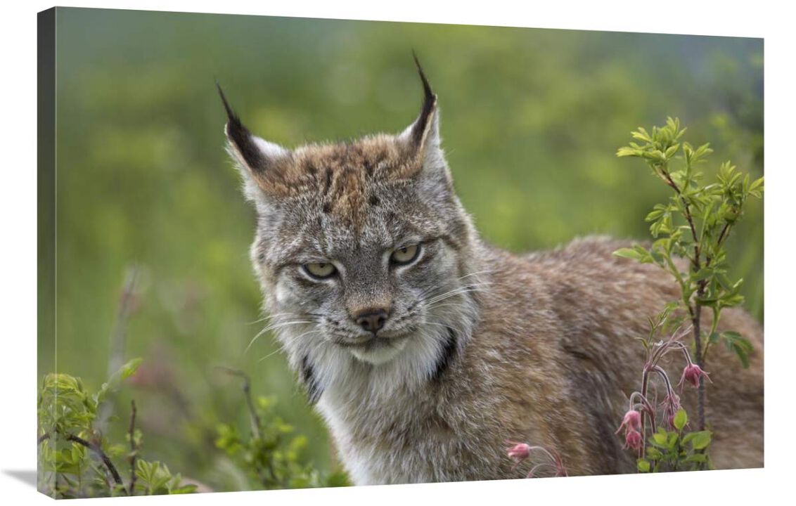 Canada Lynx portrait, North America-Canvas Art-36x24