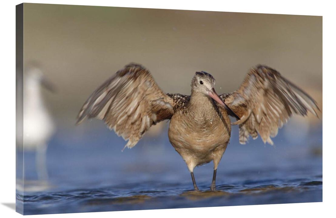 Marbled Godwit stretching its wings, California-Canvas Art-36x24