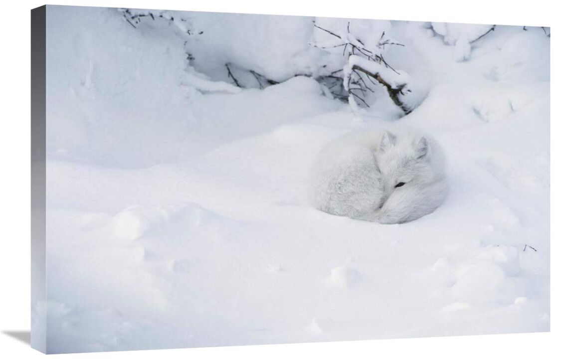 Arctic Fox curled up in the snow, Churchill, Manitoba, Canada-Canvas Art-30x20