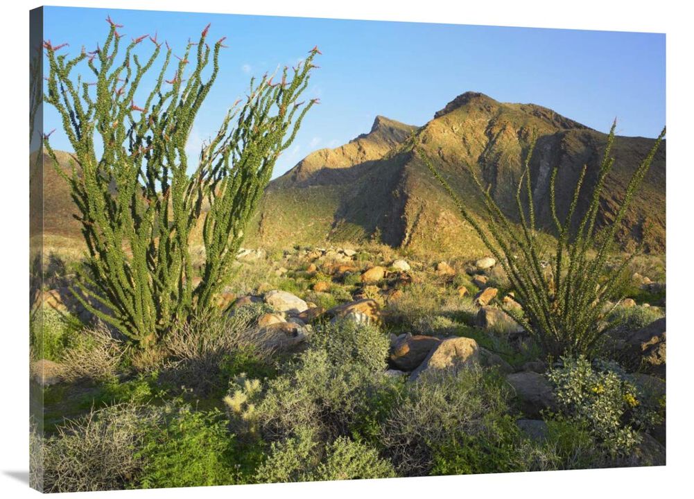 Ocotillo Borrego Palm Canyon, Anza-Borrego Desert State Park, California-Canvas Art-40x30