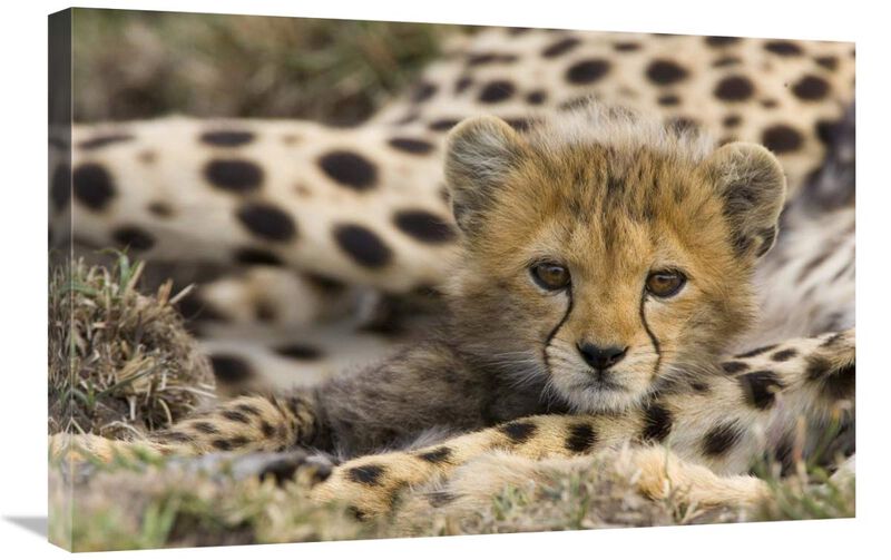 Cheetah cub portrait, Maasai Mara Reserve, Kenya-Canvas Art-30x20