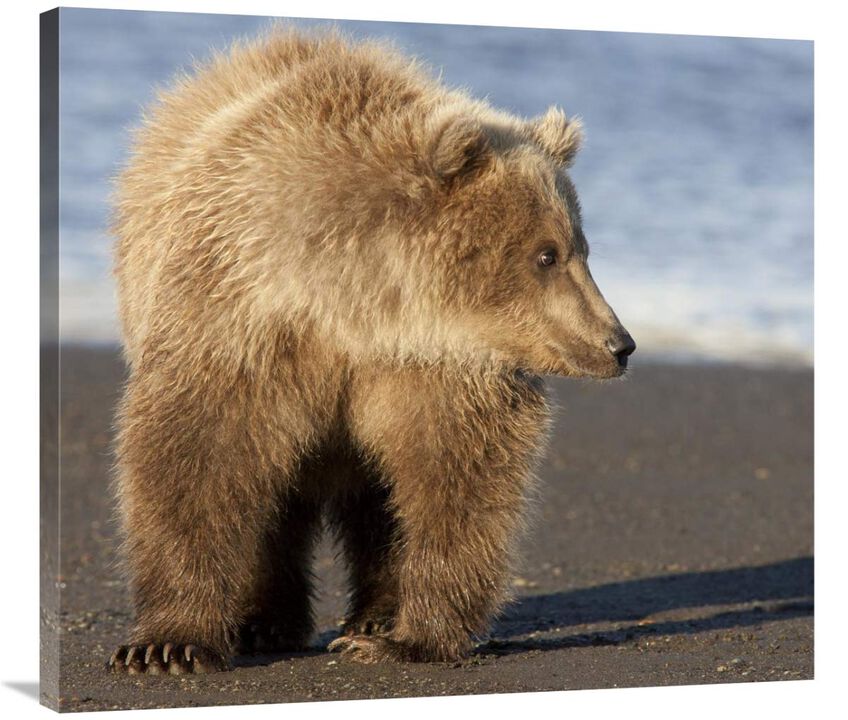 Grizzly Bear yearling, Katmai National Park, Alaska-Canvas Art-36x32.4