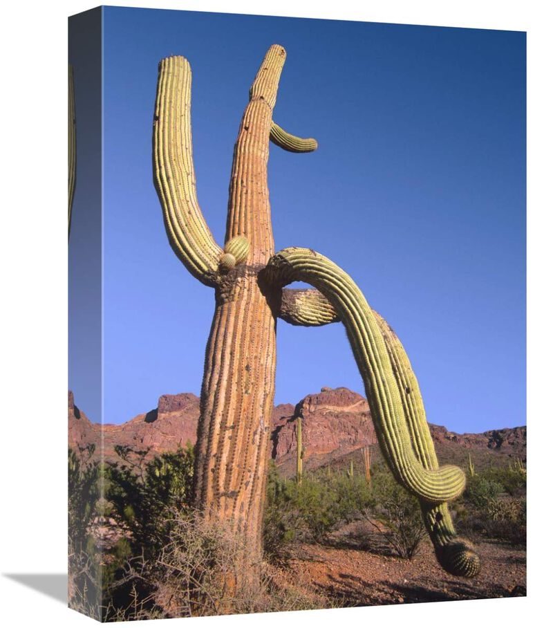 Ajo Mountains and Saguaro Organ Pipe Cactus National Monument, Arizona-Canvas Art-12x16