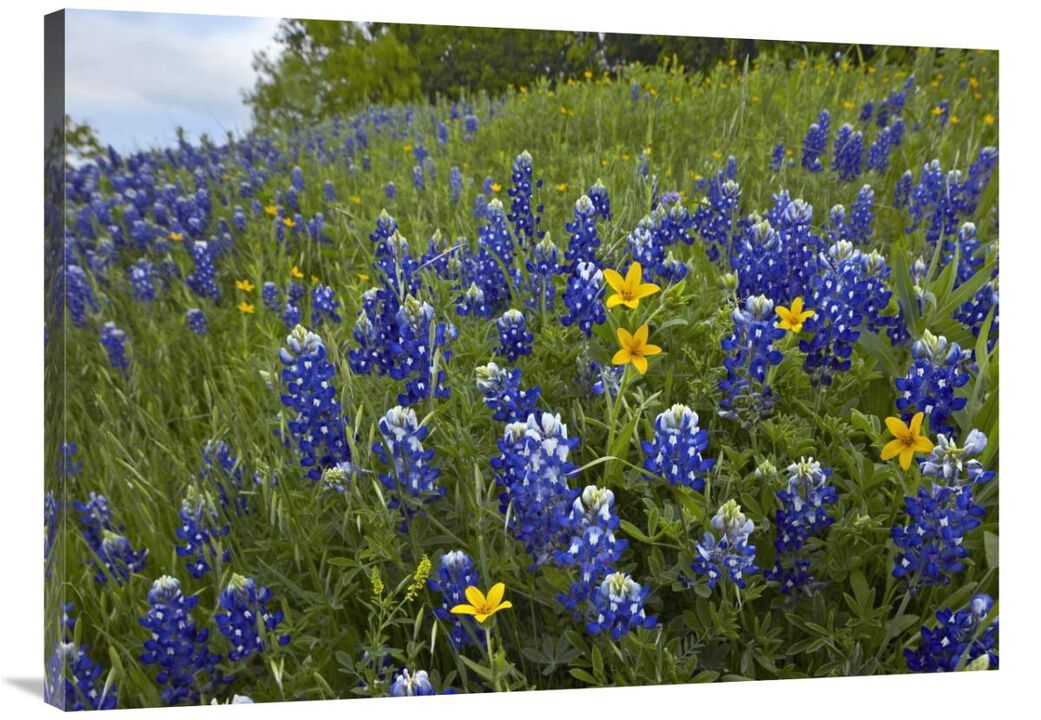 Bluebonnet and Texas Yellowstar meadow, Cedar Hill State Park, Texas-Canvas Art-40x30