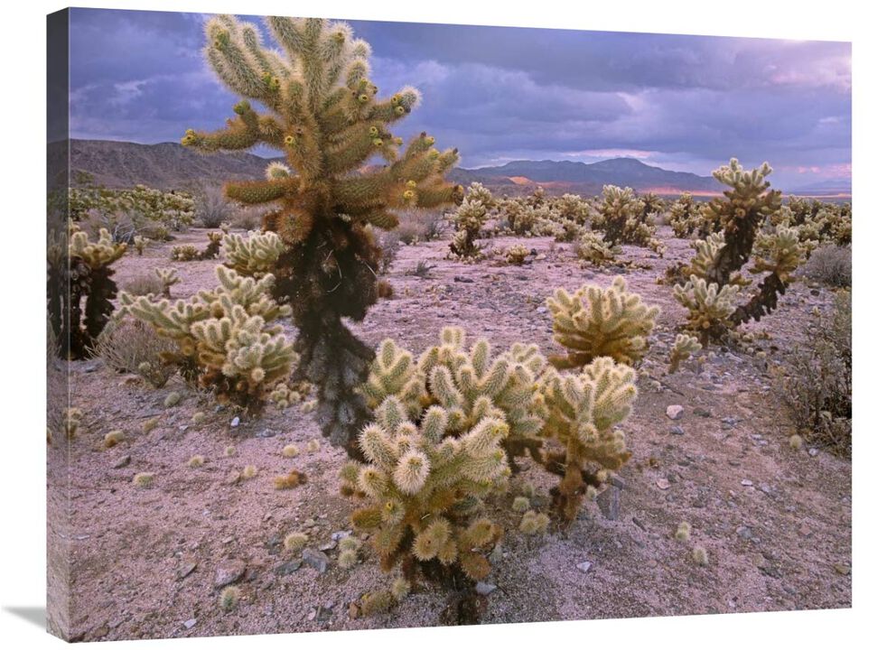 Teddy Bear Cholla cacti, Joshua Tree National Park, California-Canvas Art-32x24