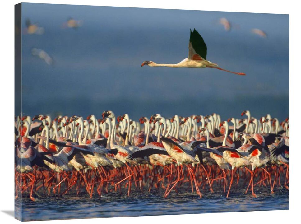 Lesser Flamingo flying over flock, Lake Nakuru, Kenya-Canvas Art-35x28