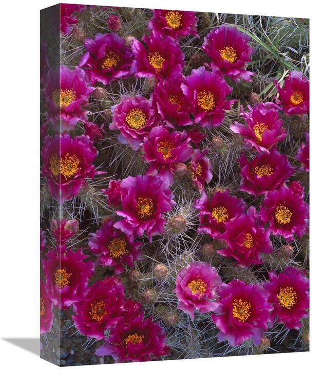 Grizzly Bear Cactus in bloom, North America-Canvas Art-12x16
