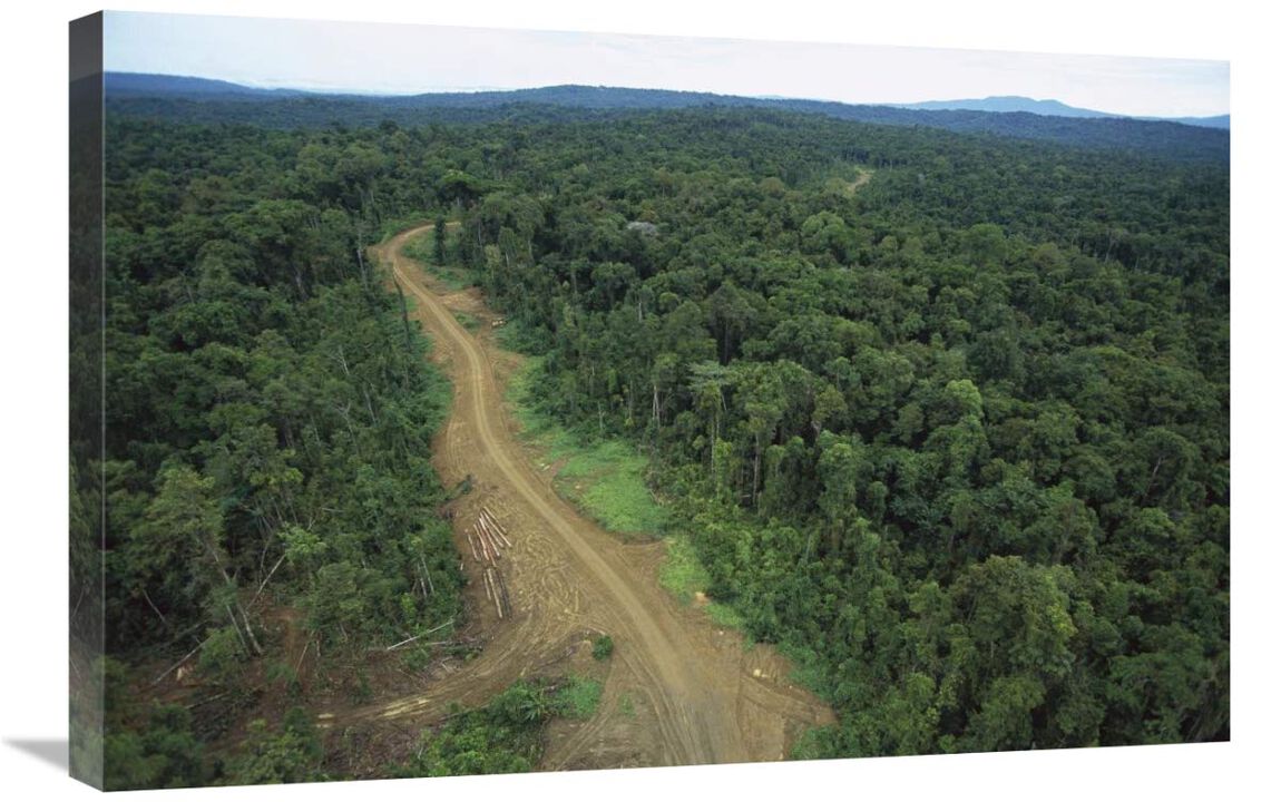 Logging road in lowland tropical rainforest, Kikori Basin, Papua New Guinea-Canvas Art-30x20