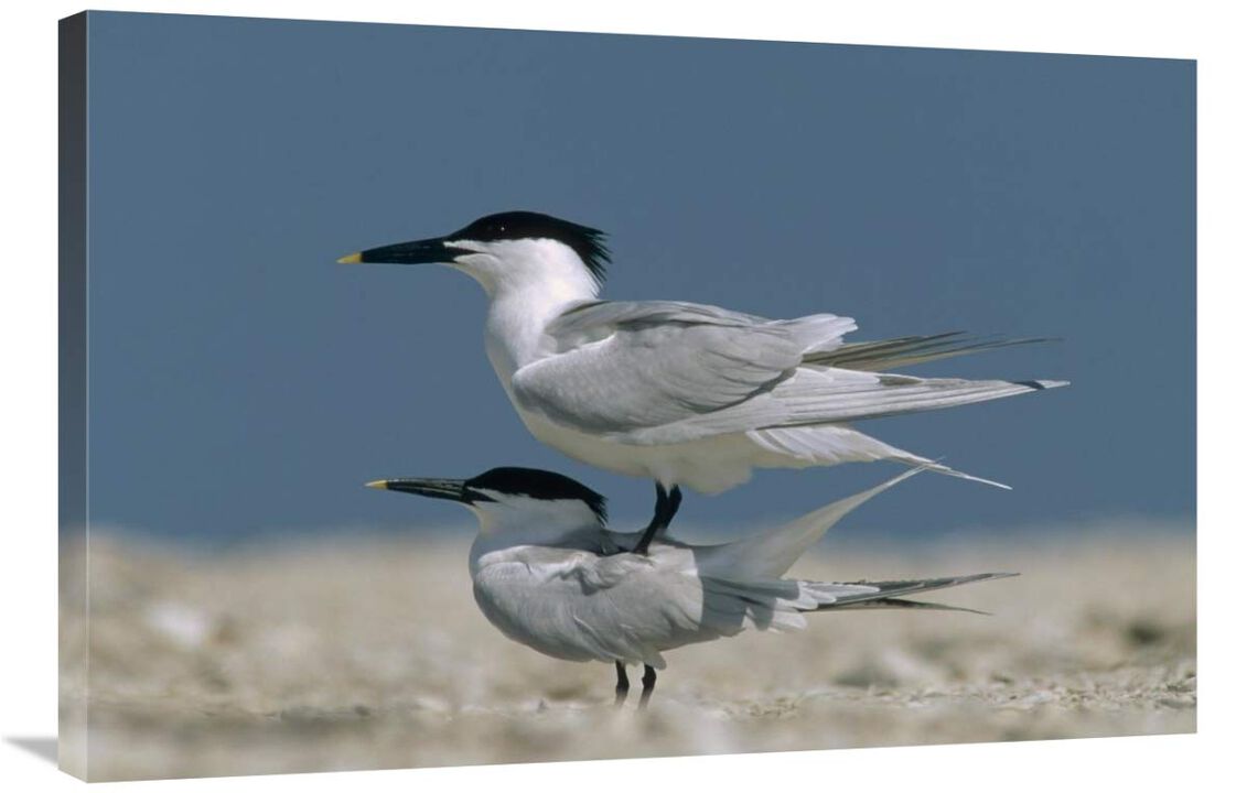 Sandwich Tern couple courting, North America-Canvas Art-36x24