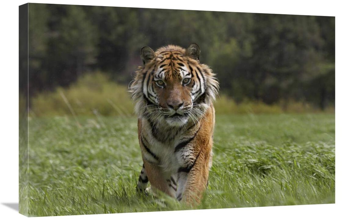 Siberian Tiger walking, endangered, native to Siberia-Canvas Art-30x20