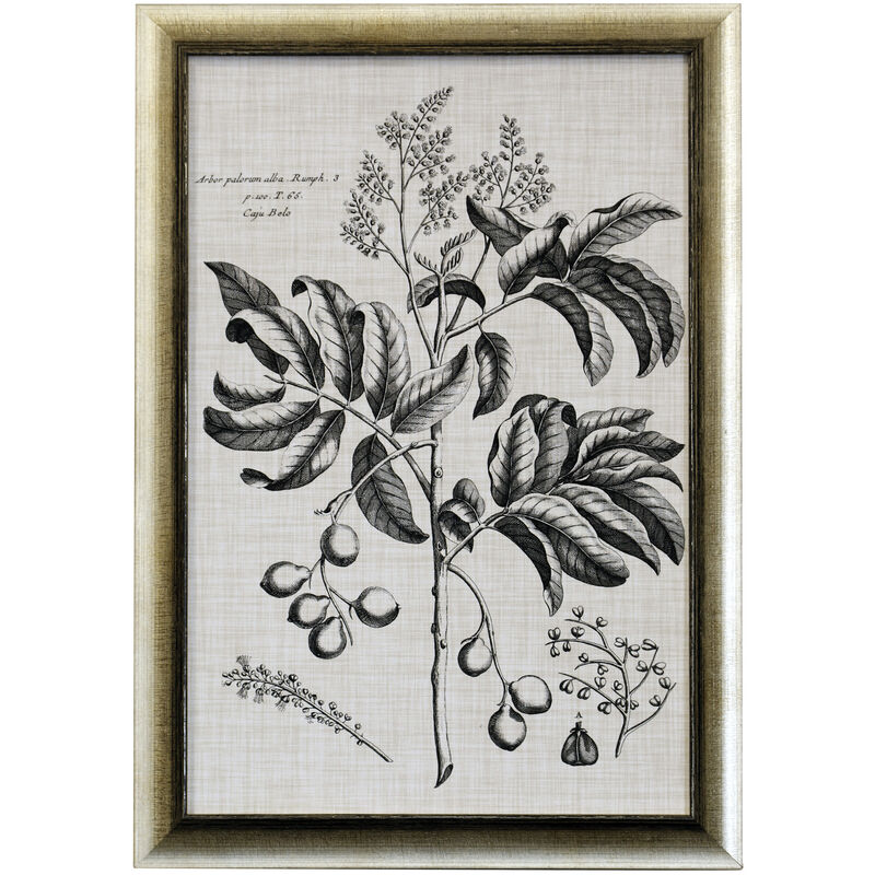 Black & Oatmeal Botanical IV