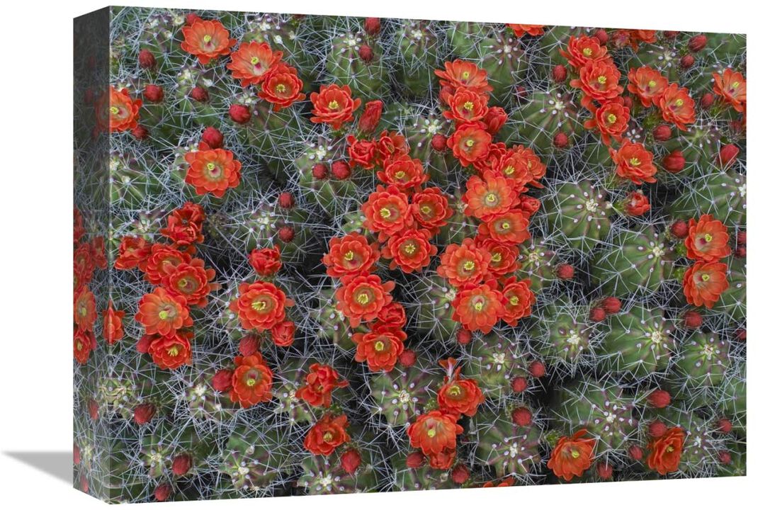 Claret Cup Cactus detail of flowers in bloom, North America-Canvas Art-16x12