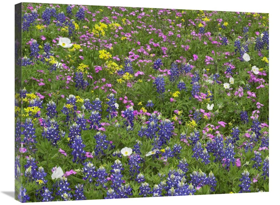Sand Bluebonnet flowers, Hill Country, Texas-Canvas Art-32x24