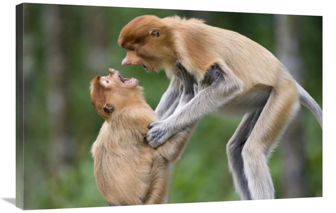 Proboscis Monkey juveniles playing, Sabah, Malaysia-Canvas Art-36x24