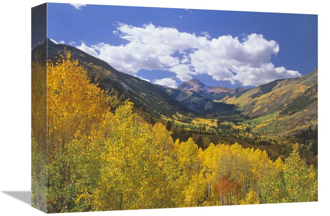 Haystack Mountain with aspen forest, Maroon Bells-Snowmass Wilderness, Colorado-Canvas Art-16x12