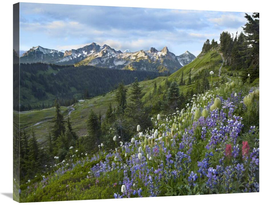 Wildflowers and Tatoosh Range, Mount Rainier National Park, Washington-Canvas Art-35x28