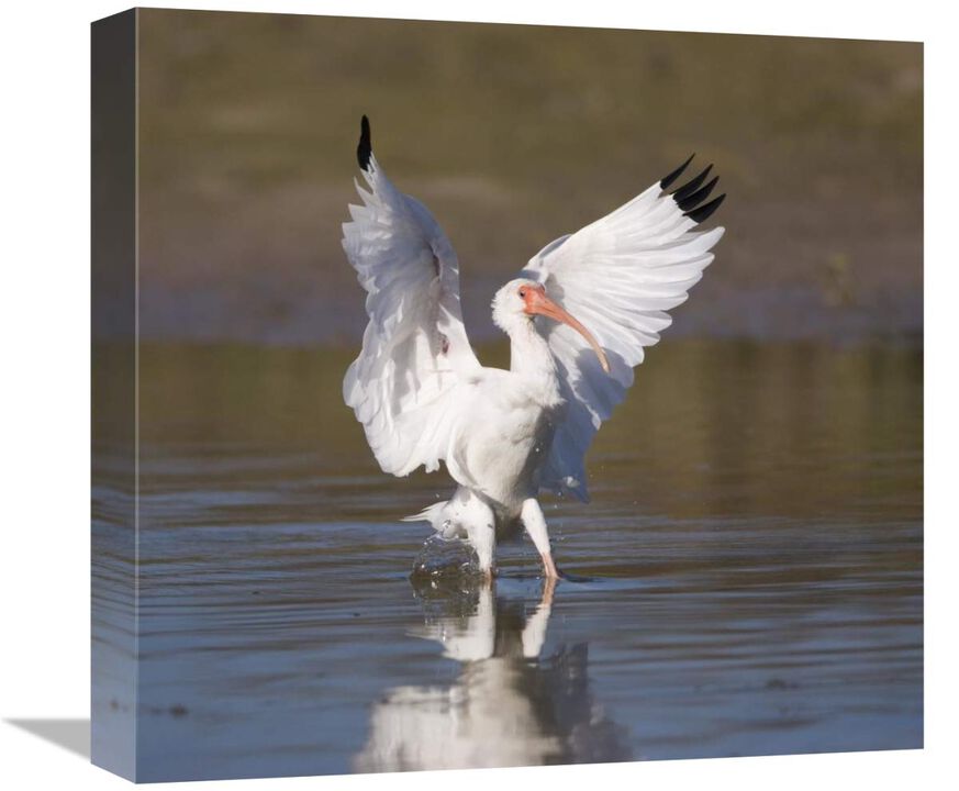 White Ibis landing, Rio Grande Valley, Texas-Canvas Art-16x15.04