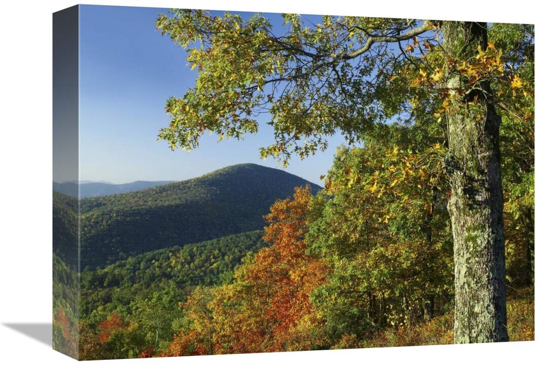 Broadleaf forest in fall colors as seen from Doyles River Overlook, Shenandoah National Park, Virginia-Canvas Art-16x12