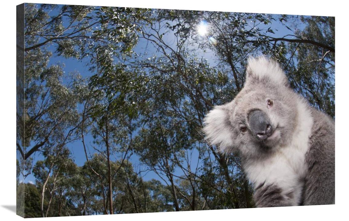 Koala in Gum Tree forest, Victoria, Australia-Canvas Art-36x24