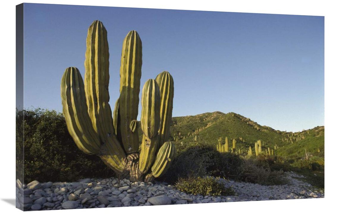 Giant Cardon cactus Santa Catalina Island, Sea of Cortez, Baja California, Mexico-Canvas Art-36x24