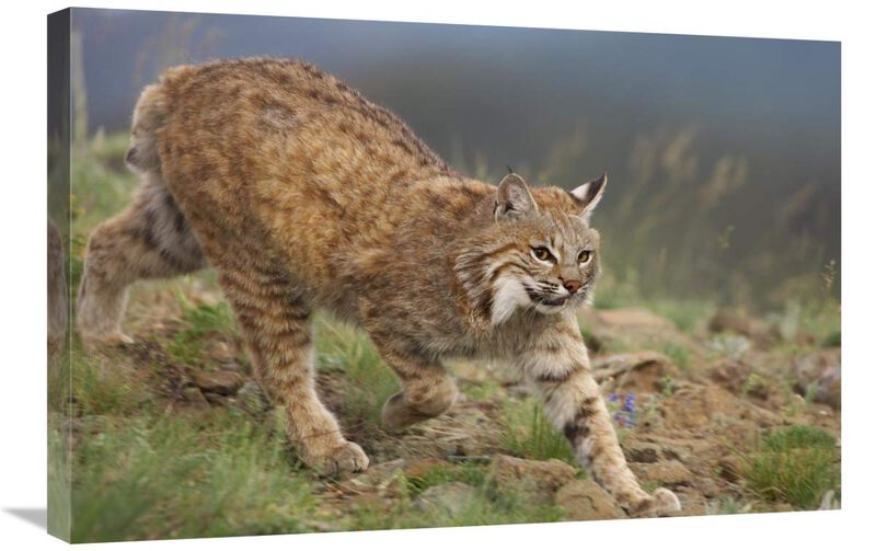 Bobcat stalking, North America-Canvas Art-30x20