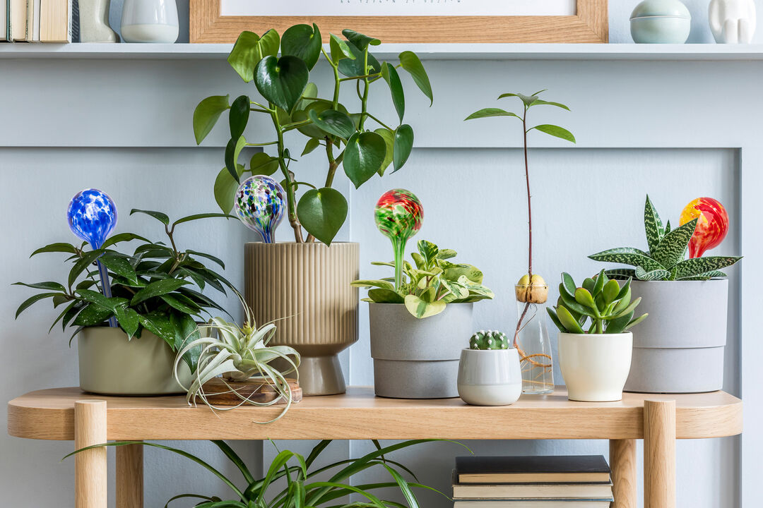 11.5" Inch Self-Watering Plant Gazing Globes – 2 Pack Large Aqua Gazing Globes