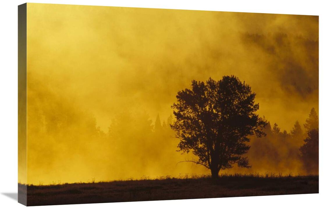 Sunrise through thermal fog and lone tree, near Snake River, Grand Teton National Park, Wyoming-Canvas Art-30x20