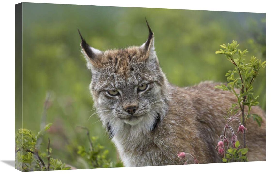 Canada Lynx portrait, North America-Canvas Art-30x20