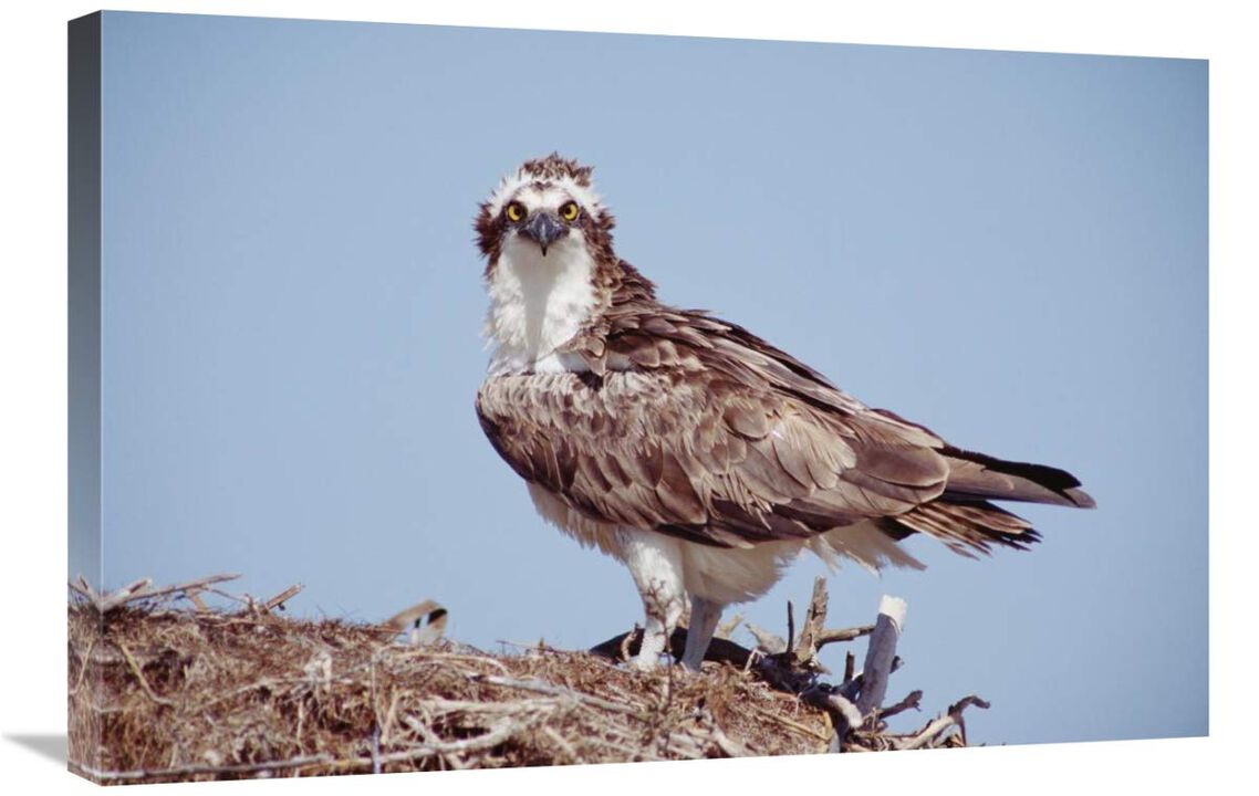 Osprey adult perching on nest, Baja California, Mexico-Canvas Art-30x20
