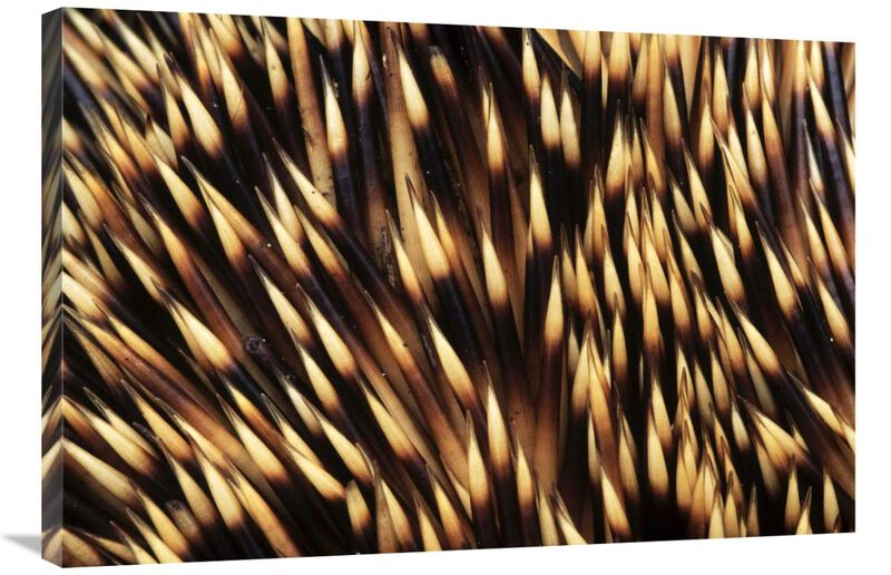 Brown-breasted Hedgehog detail of spines, Europe-Canvas Art-36x24
