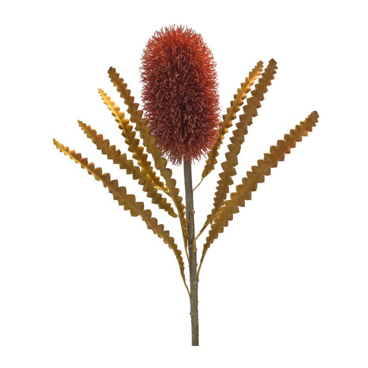 Burnt Banksia Floral Stem for Rustic Home Décor and Natural Floral Arrangements (Set of 6)