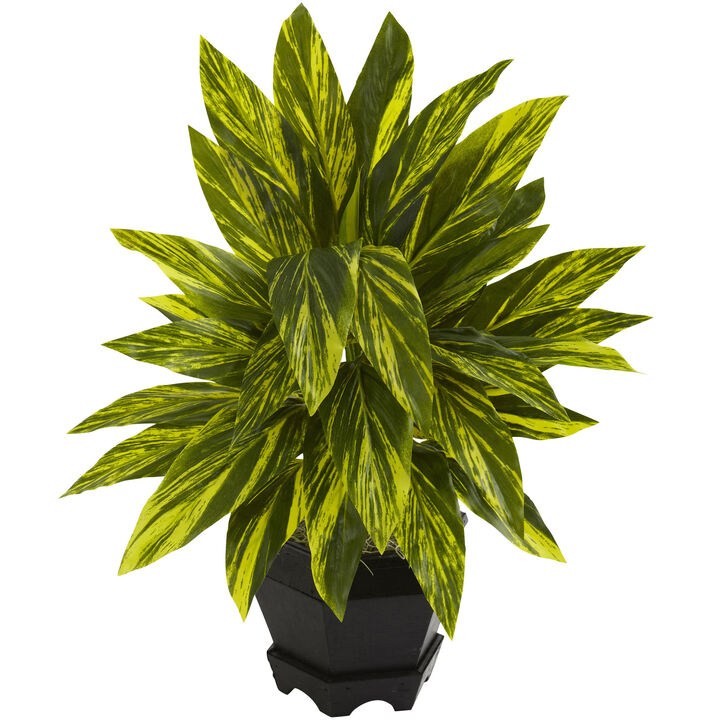 Hivvago Ginger Plant w/Black Planter