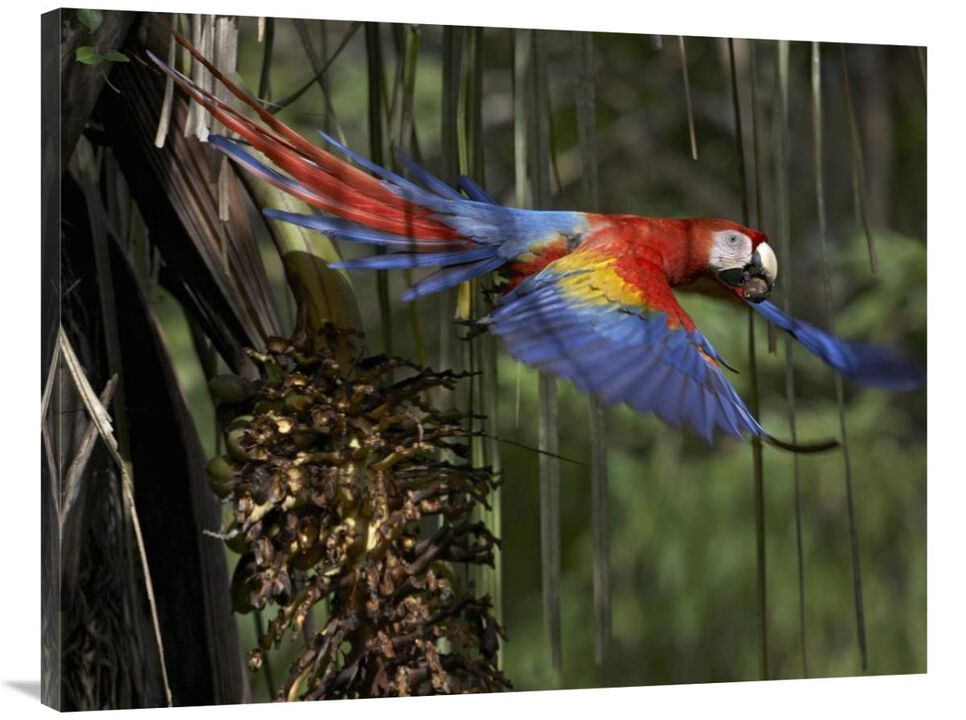 Scarlet Macaw flying with palm nut, Costa Rica-Canvas Art-40x30