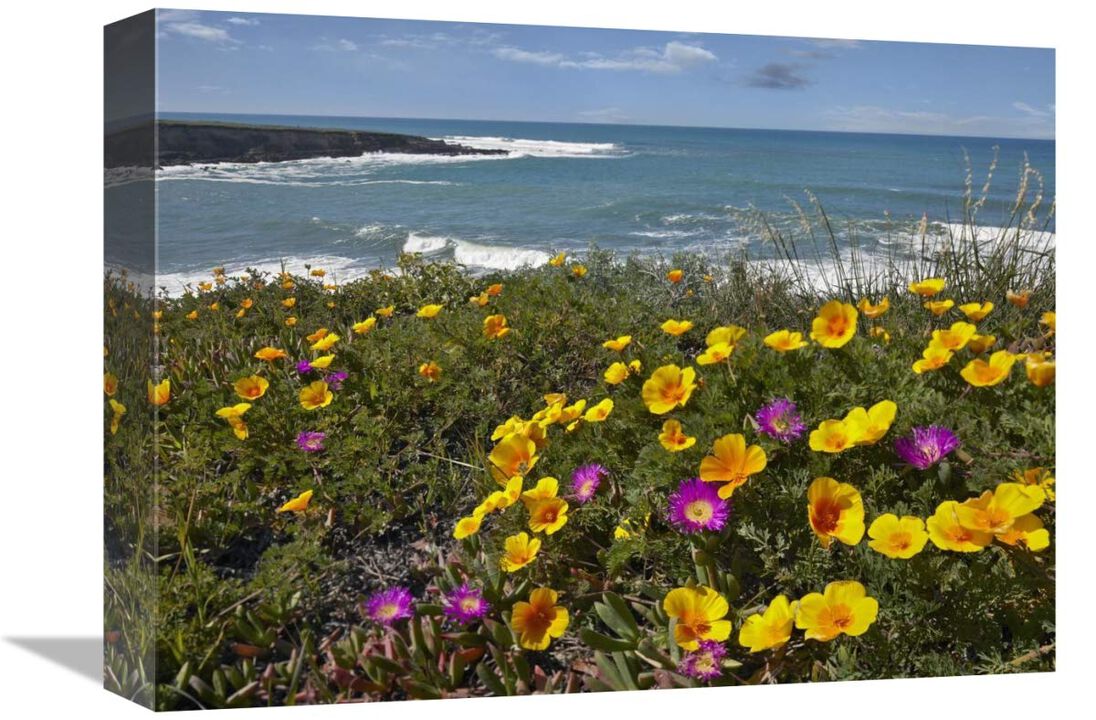California Poppy and Iceplant, Montano de Oro State Park, California-Canvas Art-16x12