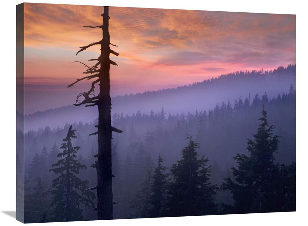 Sunset over forest, Crater Lake National Park, Oregon-Canvas Art-32x24