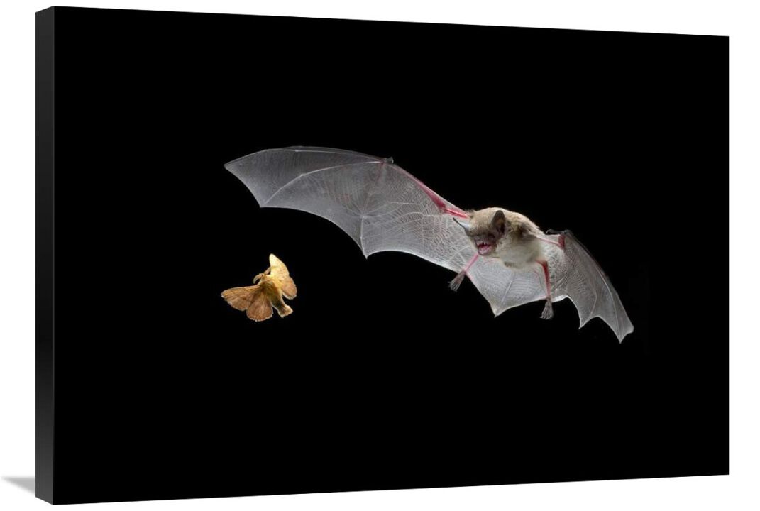 Little Brown Bat pursues a forest moth-Canvas Art-36x25.56