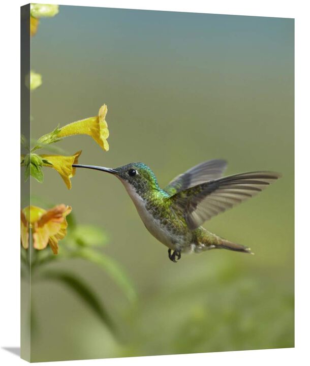 Andean Emerald hummingbird feeding on a yellow flower, Ecuador-Canvas Art-24x32