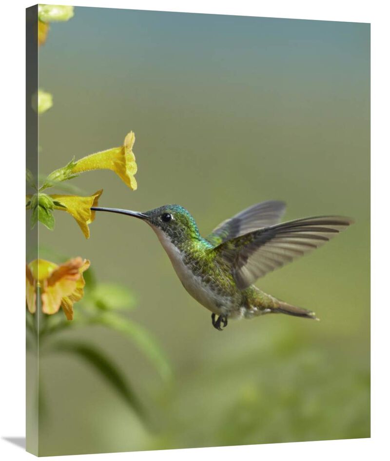 Andean Emerald hummingbird feeding on a yellow flower, Ecuador-Canvas Art-24x32