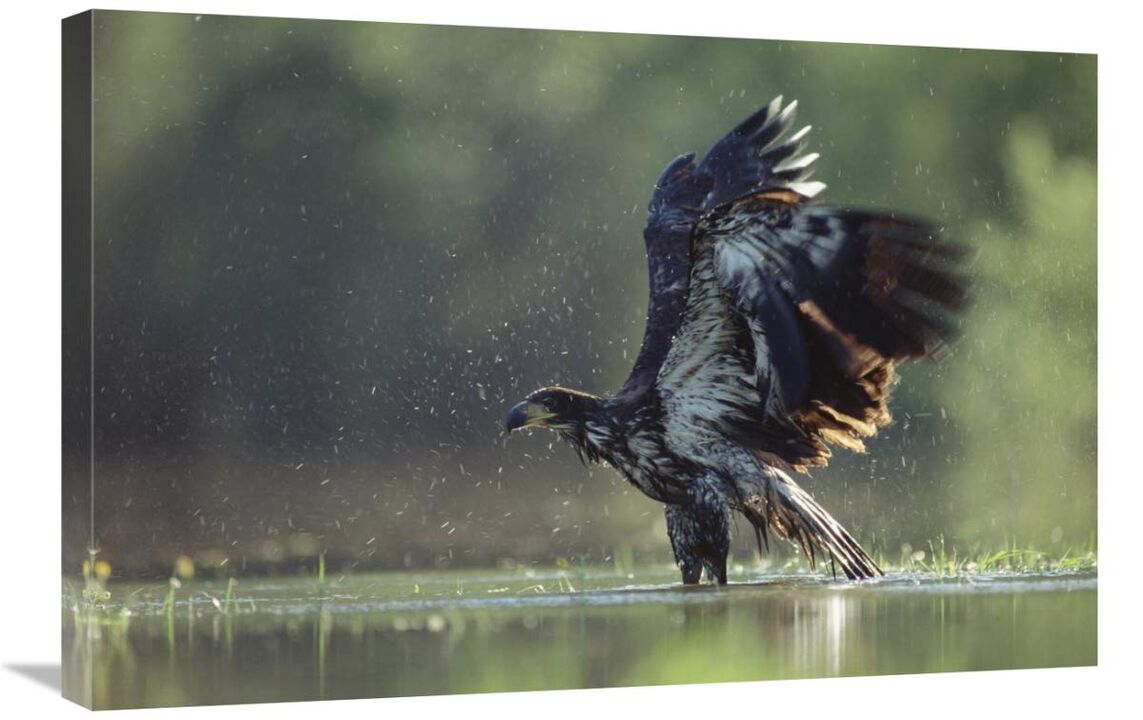 Bald Eagle juvenile bathing in a river, North America-Canvas Art-30x20