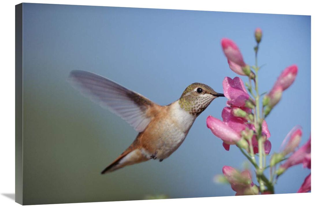 Rufous Hummingbird juvenile feeding on flowers, New Mexico-Canvas Art-36x24