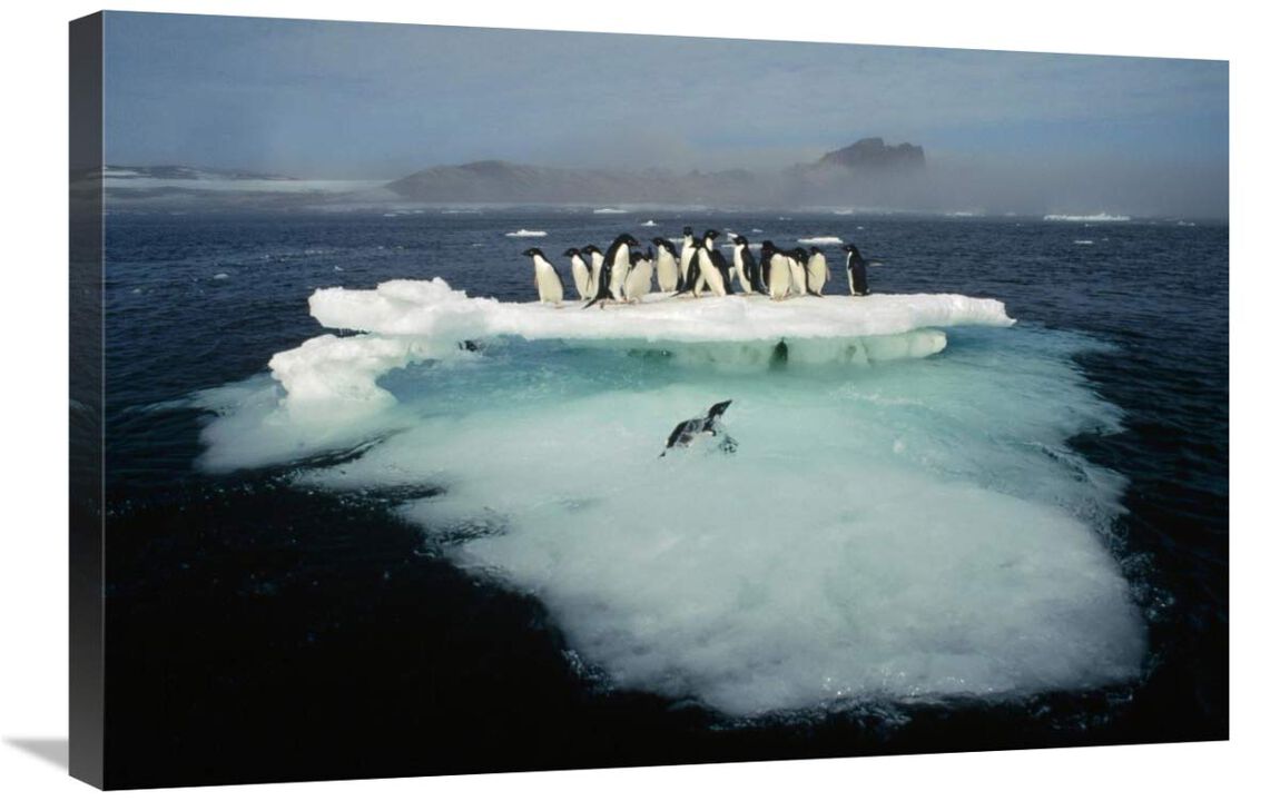 Adelie Penguin crowding on melting summer ice floe, Possession Island, Ross Sea, Antarctica-Canvas Art-30x20