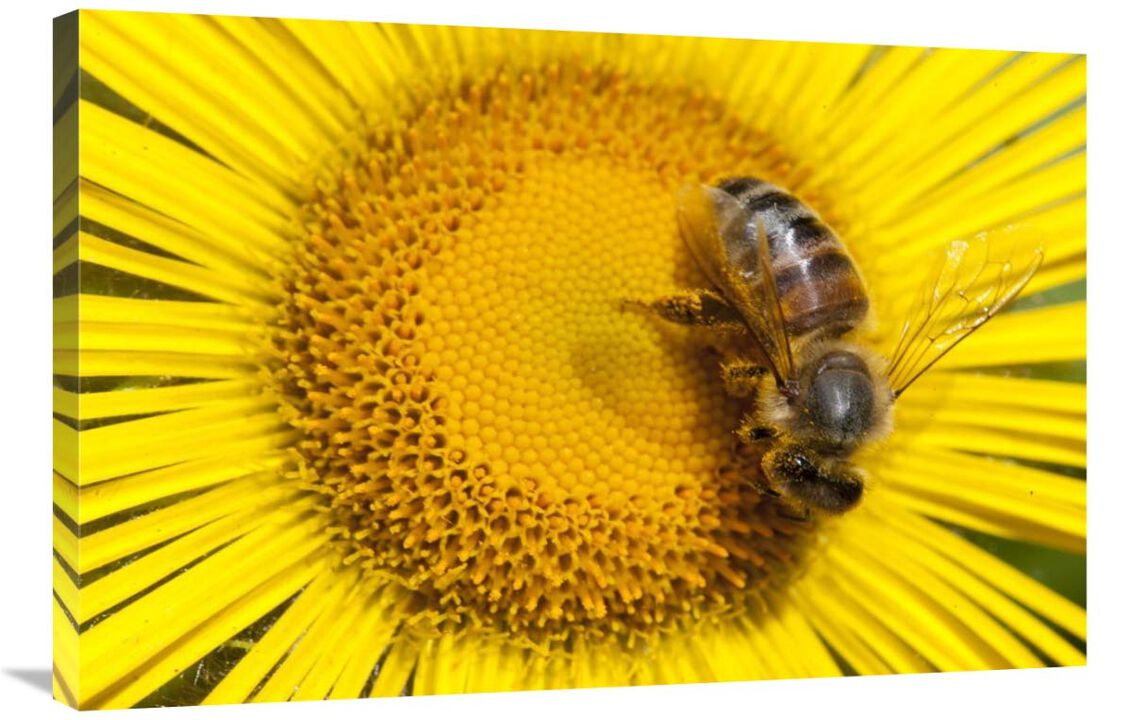 Bee on Alpine Sunflower, British Columbia, Canada-Canvas Art-36x24
