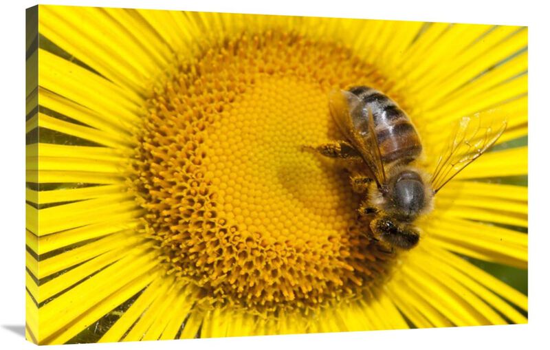 Bee on Alpine Sunflower, British Columbia, Canada-Canvas Art-36x24