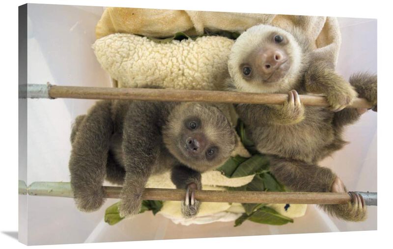 Hoffmanns Two-toed Sloth orphaned babies, Aviarios Sloth Sanctuary, Costa Rica-Canvas Art-36x24