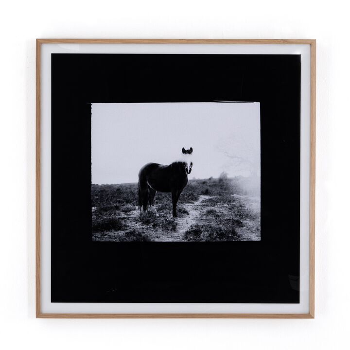 Blank Horse by Annie Spratt